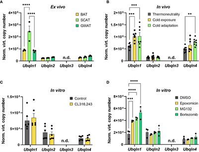 Role of Ubiquilins for Brown Adipocyte Proteostasis and Thermogenesis